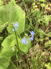 Brunnera