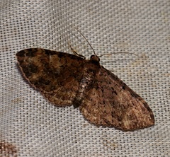 Pseudocollix hyperythra