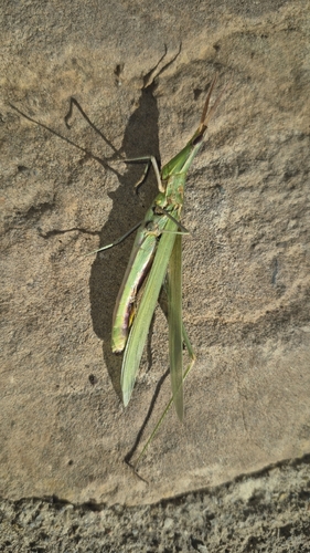Mediterranean Slant-faced Grasshopper