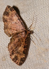 Pseudocollix hyperythra