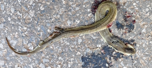 Indochinese Spitting Cobra