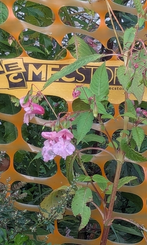 Himalayan balsam