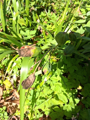 Stinking iris
