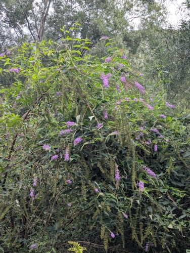 Butterfly bush