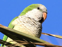 Myiopsitta monachus