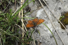 Melitaea phoebe