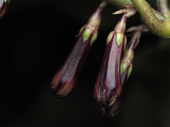 Alseuosmia macrophylla, photograph (c) Andrew Poad, some rights reserved (CC BY)