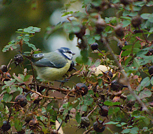 Eurasian Blue Tit