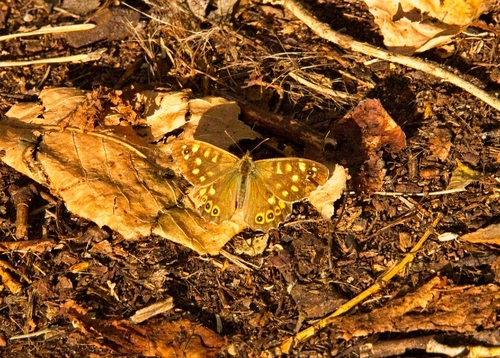 Speckled Wood