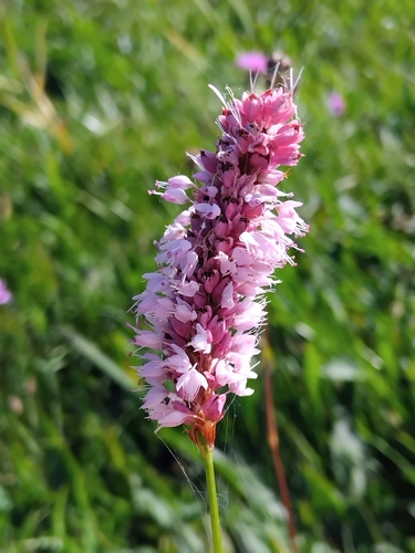 common bistort