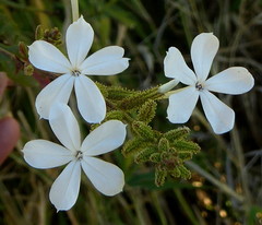 Plumbago zeylanica image