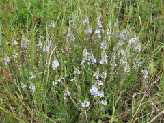 Veronica austriaca dentata