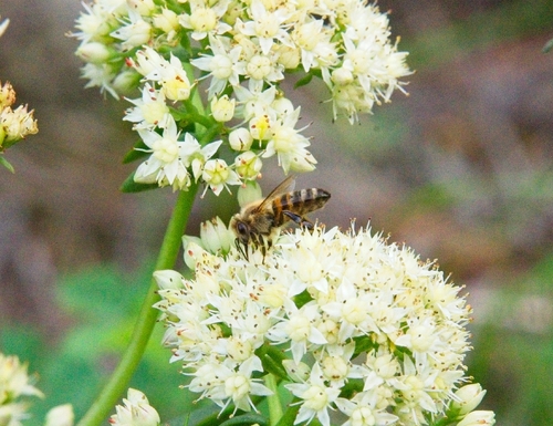 Western Honey Bee