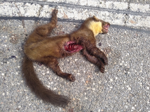 Eurasian Pine Marten
