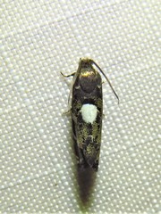 Cydia albimaculana