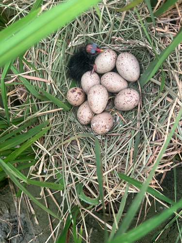 Eurasian Moorhen