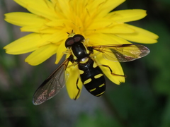 Xanthogramma stackelbergi