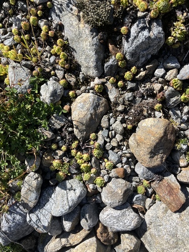 Mountain Houseleek