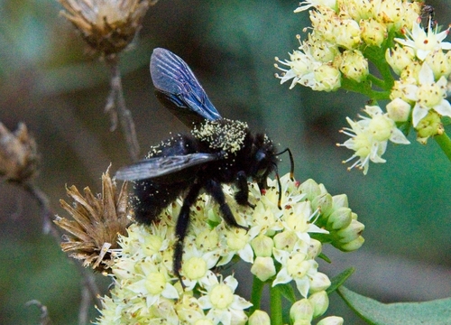 Violet Carpenter Bee