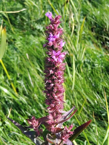 purple loosestrife