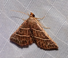 Corgatha dictaria