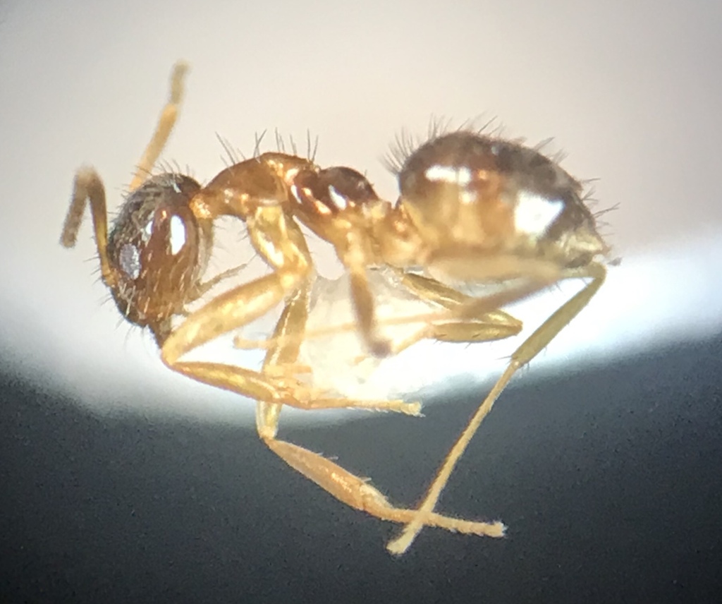 Pine Woods Crazy Ant
