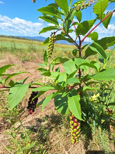 American pokeweed