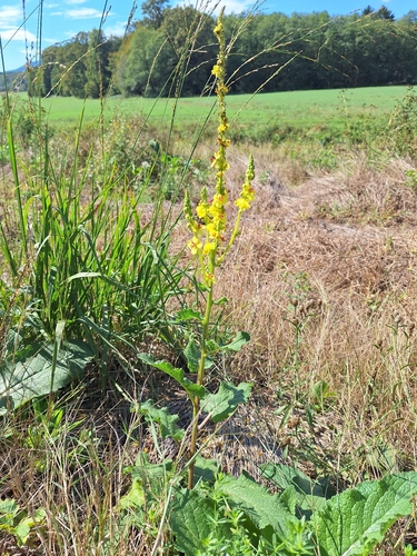 Dark Mullein
