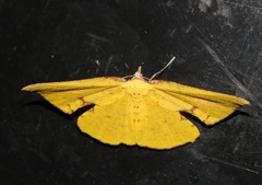 Corymica spatiosa