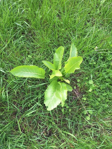 Horseradish