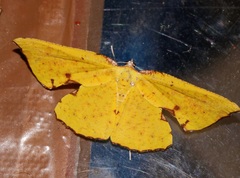 Corymica spatiosa