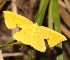 Corymica spatiosa