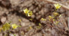 Leptosiphon chrysanthus