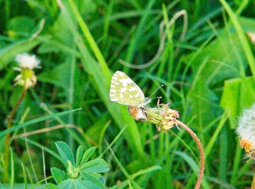 Mountain Dappled White