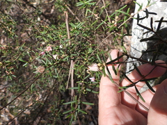 (c) Mark Clarke, some rights reserved (CC BY) Boronia rosmarinifolia, photograph (c) Mark Clarke, some rights reserved (CC BY)