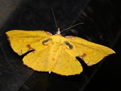 Corymica spatiosa