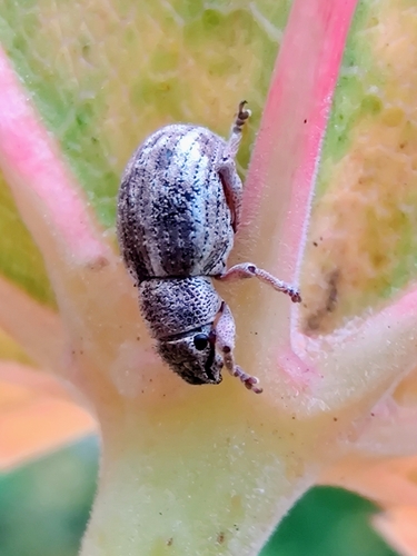Strophosoma capitatum