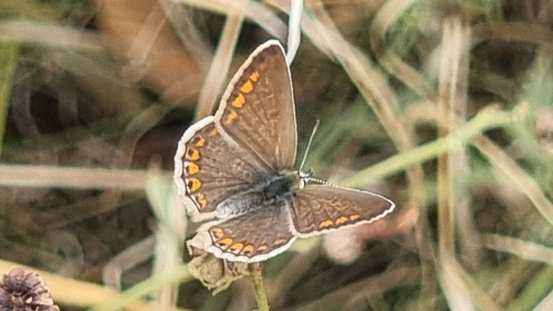 Common Blue