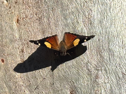 Yellow Admiral