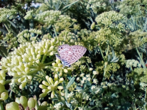 Lang's Short-tailed Blue