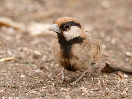 iNaturalist image
