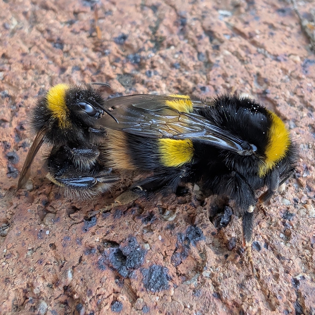 Buff-tailed bumblebee (Bombus terrestris)