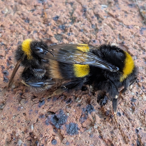 Buff-tailed bumblebee