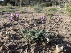 Astragalus leucolobus