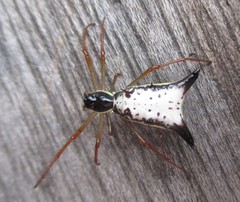 Micrathena balzapamba