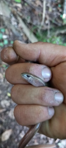 Eastern Slowworm