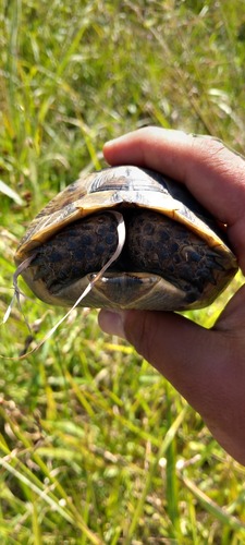 Greek Tortoise