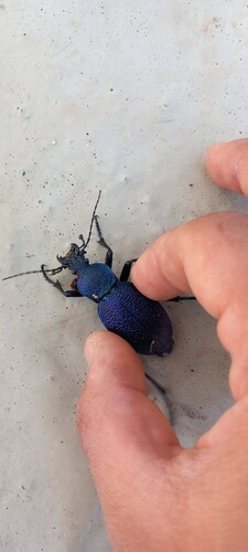 Carabus scabrosus