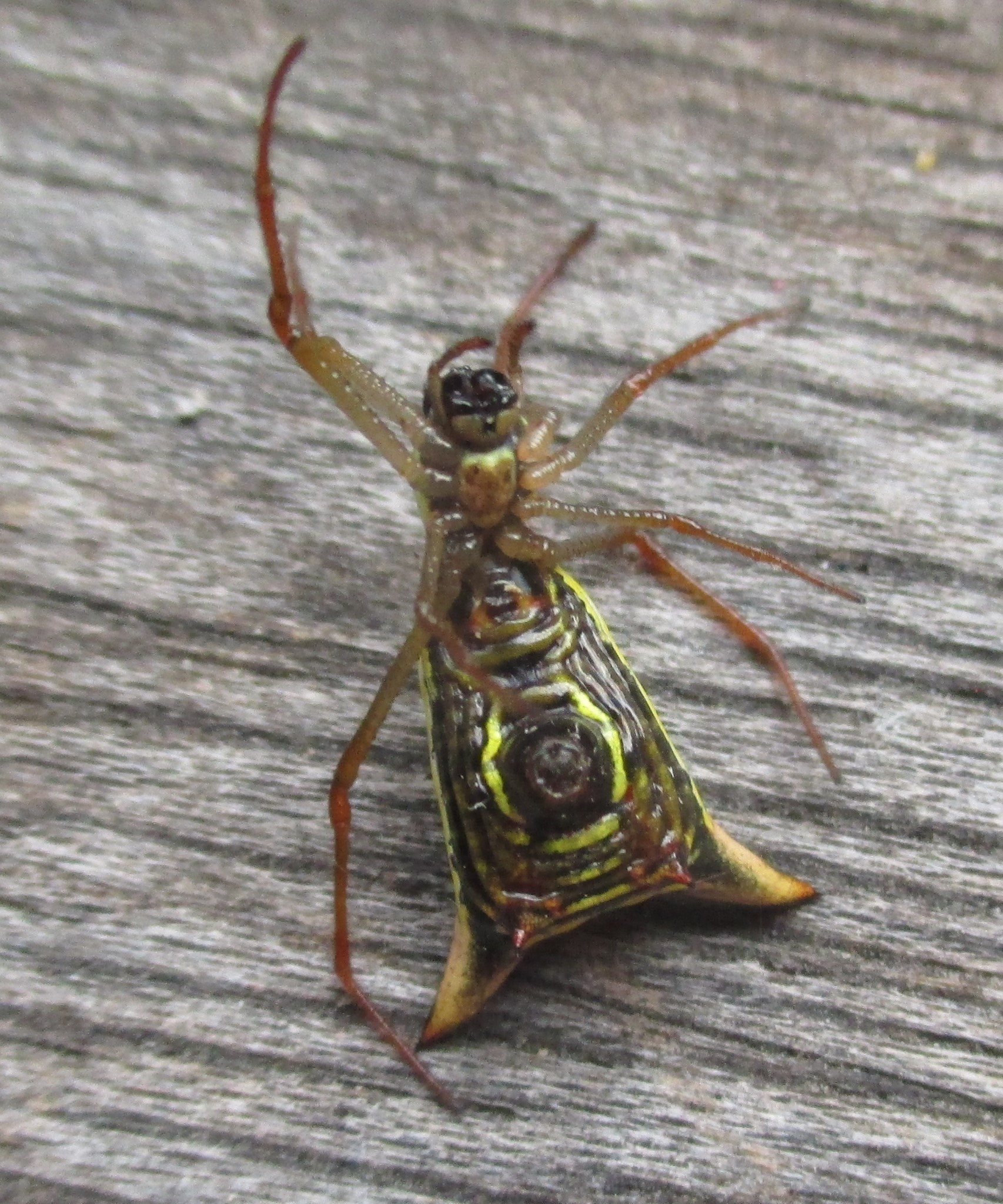 Micrathena balzapamba image