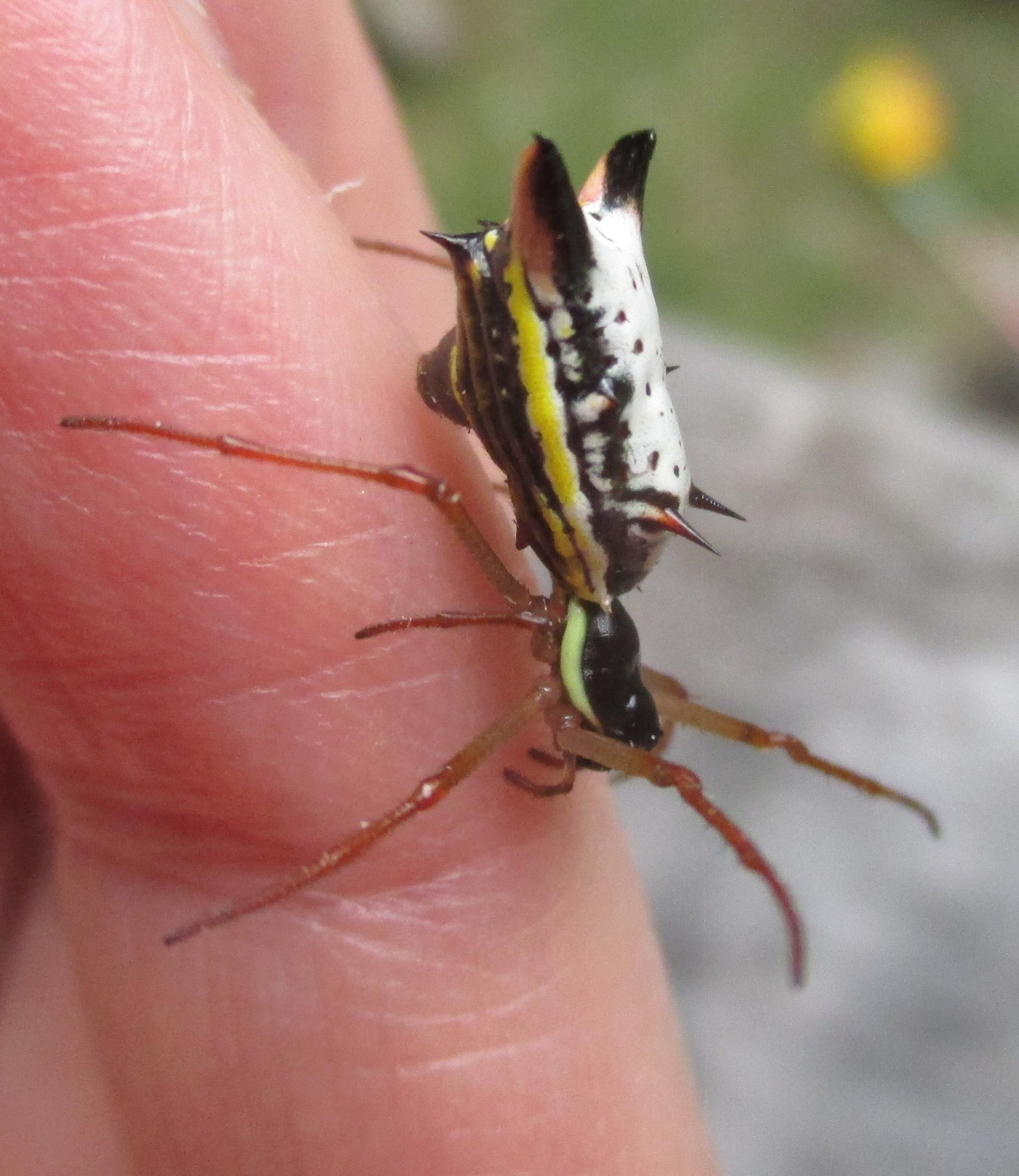 Micrathena balzapamba image